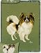 Papillon Dogs Cotton Tapestry Throw Blanket