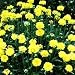 Coreopsis - Sunray - #1 Container