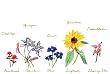 Florabella - Fresh, Original Design on a Pure Cotton Kitchen Towel