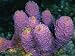 Close-up of Sponges off the Coast of Navassa Island Animals Photographic Poster Print by Wolcott Henry, 16x12