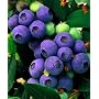 Top Hat Dwarf Blueberry Plant - Bonsai/Patio/Outdoors