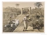 41ryAi5iuKL. SL160  Natives Gardening with the Help of Oxen on a British Station Giclee Poster Print by Captain G.f. Atkinson, 18x24