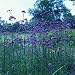 Verbena Bonariensis by Mr Fothergills