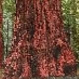 COAST REDWOOD - 25 seeds - WORLD'S TALLEST TREE SUPREME