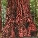 COAST REDWOOD - 25 seeds - WORLD'S TALLEST TREE SUPREME