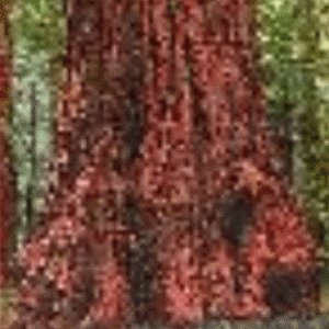 Buy COAST REDWOOD - 25 seeds - WORLD'S TALLEST TREE SUPREME online at Discounted New and Used prices. Delivered to your door with Off-The-Bookshelf.