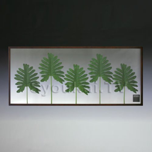 F-style リーフパネル・Philodendron bipinnatifidum セローム　4枚 　570x1375x30mm