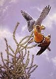 American Kestrels Mating by Jean-Luc Grondin. Art Print Poster 24 inches width by 30 inches height. Highest Quality Art Poster Print