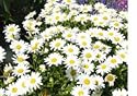 2,700 Shasta Daisy Seeds with Free Shipping