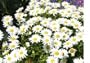 2,700 Shasta Daisy Seeds with Free Shipping