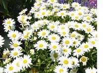 2,700 Shasta Daisy Seeds with Free Shipping
