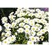 2,700 Shasta Daisy Seeds with Free Shipping