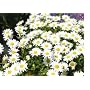 2,700 Shasta Daisy Seeds with Free Shipping