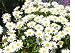 2,700 Shasta Daisy Seeds with Free Shipping