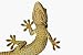 Tokay Gecko from below - 24"W x 16"H - Peel and Stick Wall Decal by Wallmonkeys