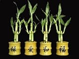 IMAGE OF KL Design & Import - 4 Bamboo Shaped Ceramic Mini Vases with Chinese Characters and total 12 Lucky Bamboo