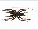 Tarantula Spider Paperweight Display