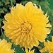 Kelvin Floodlight Dinnerplate Dahlia 2 Tubers