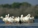 American White Pelicans and a Cormorant Standing on the Shoreline Art Photographic Poster Print by Klaus Nigge, 16x12