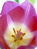 Close-Up of Stigma and Stamen Inside a Pink Tulip (Tulipa) Flower Stretched Canvas Poster Print by Pearl Bucknall, 18x24 Close-Up of Stigma and Stamen Inside a Pink Tulip (Tulipa) Flower Stretched Canvas Poster Print by Pearl Bucknall, 18x24