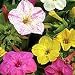 Seeds of Change S15003 Certified Organic Four O'Clock Mix 30 Seed Count