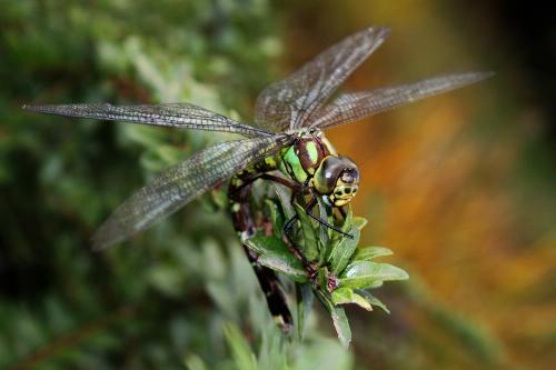 Canon EOS 500D+ EFS 18-55mm 