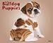 Bulldog Puppies 2012 Calendar (Just (Willow Creek))