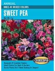 Heirloom Sweet Pea, Knee High Mixed Colors