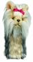 Daphne's Couvre-bois fantaisie Yorkshire terrier