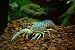 Wallmonkeys Peel and Stick Wall Decals - Crawfish in the Aquarium - Removable Graphic