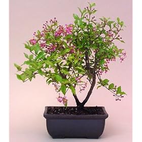 bonsai