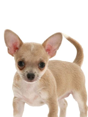 Wallpaper 4Walls Kids Portfolio Puppy Love Chihuahua KP1194SA