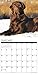 2016 Just Chocolate Labs Wall Calendar