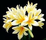 Good Hope Clivia Plant - RARE - 2 1/2 pot - NEW Plant