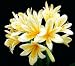 Outdoor Living : Good Hope Clivia Plant - RARE - 2 1/2' pot - NEW Plant
