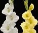 10 Mixed Yellow and White Gladiolus Flower Bulbs