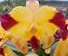 Lc. Butterfly Wings 'Orchid Library'