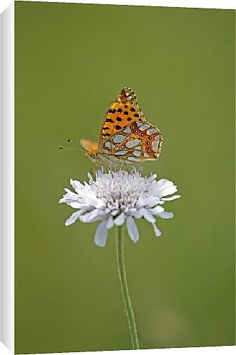 Canvas Prints of Butterfly from Country Life Canvas Prints of Butterfly from Country Life