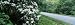 Mountain Laurel Flowers at Roadside, Blue Ridge Parkway, North Carolina, USA Photographic Poster Print by Panoramic Images , 14x42