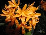 Cattleya aurantiaca 118