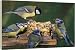 Box Canvas Print Of Blue Tit A Great Tit parus Major At B...