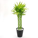 【第一園芸】観葉植物「ドラセナ・サンデリアーナタワー」8号黒鉢