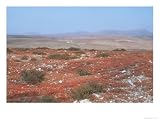 Foothills, Fuerteventura, Canary Isles Photographic Poster Print by David Fox, 24x18