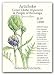 Green Globe & Purple Romanga Artichoke Seeds-1g