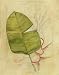 Botanical Journal I Avery Tillmon 11x14