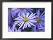 Aster Pyrenaeus Lutetia Framed Photographic Poster Print by Lynn Keddie, 21x17