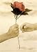 Rose by Tom N Ellie Photography Fine Art Print / Poster 5.00 x 7.00 in.