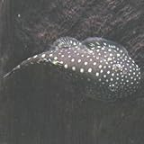 ���i�̏ڍ�