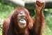 Orangutan - 24