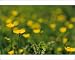 Photographic Prints of Buttercup meadow from ClownFish Photo